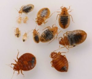 Bedbugs Pest Control