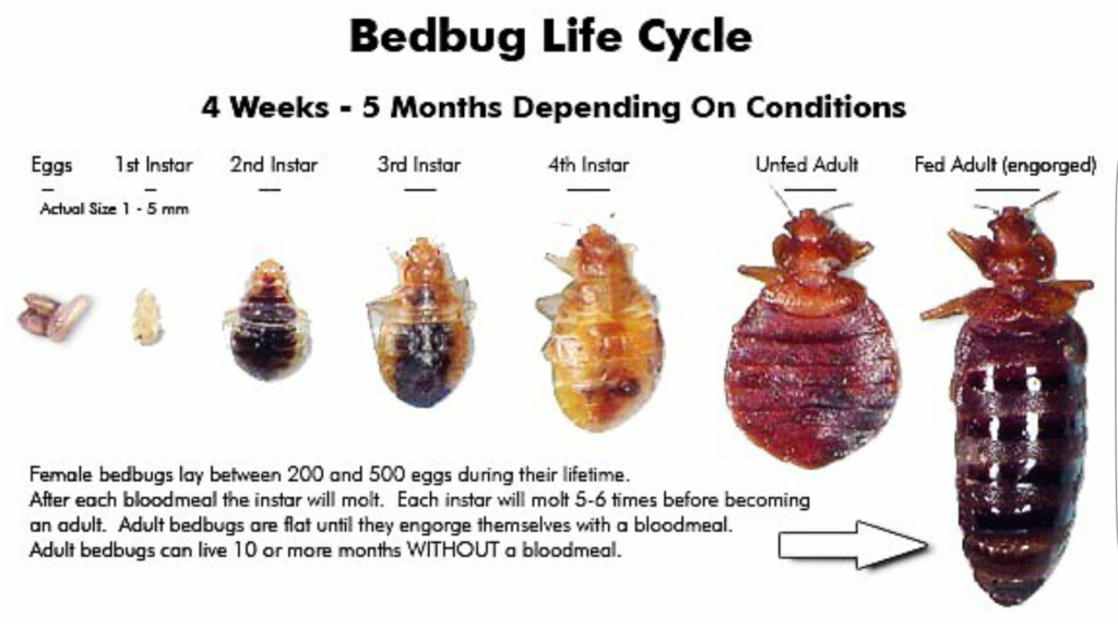 Bedbug Life Cycle