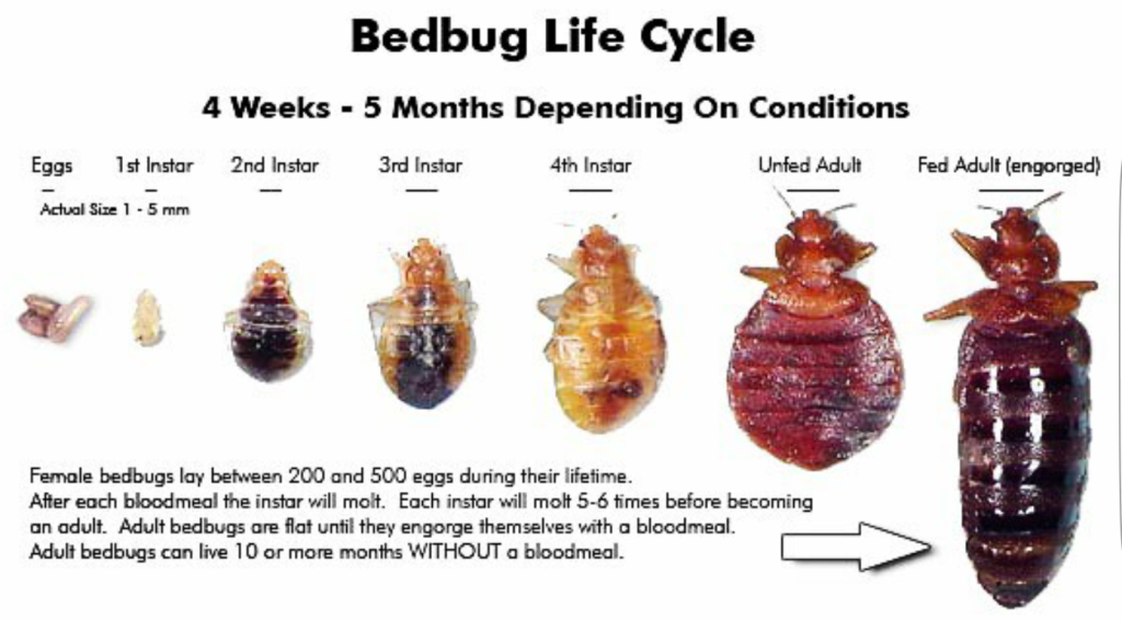 Bedbugs pest control