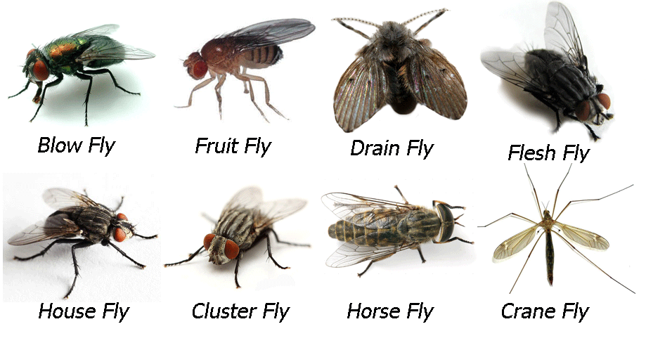 Flies Control In Singapore