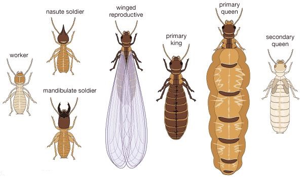 Different Castes Of Termites