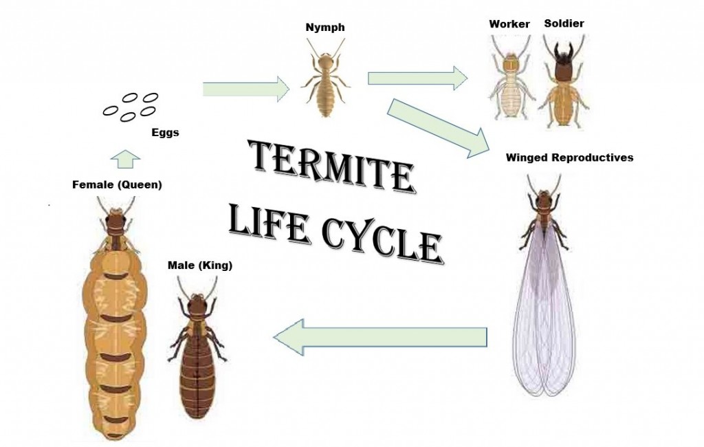 Termite Life Cycle