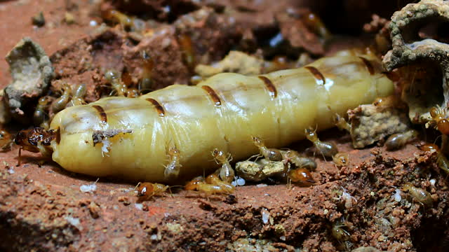 How a termite queen looks like