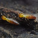 Dampwood Termites